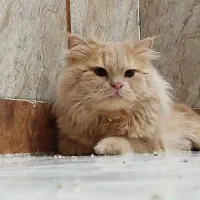 گربه گلد|گربه|اهواز, زندوکیلی|دیوار