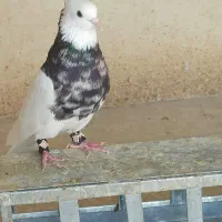 طوقی کرمانشاهی