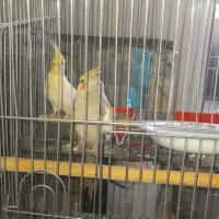 عروس هلندی