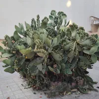 خدمات هرس کیاهان و درخت|خدمات باغبانی و درختکاری|کیش, |دیوار