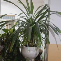 گل بزرگ و بسیار زیبا