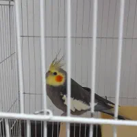 پرنده|پرنده|قائمشهر, |دیوار