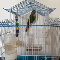 فروش عروس هلندی و طوطی گرینجیک|پرنده|سمنان, |دیوار