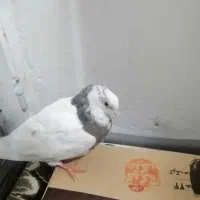 کبوتر. طوقی|پرنده|جوانرود, |دیوار