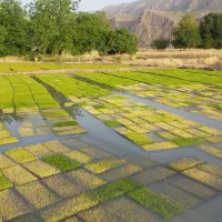 زمین جهت کشت گوجه و برنج|اجارهٔ دفتر صنعتی، کشاورزی، تجاری|درودزن, |دیوار