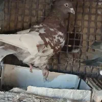 ۲عددکله|پرنده|بم, |دیوار