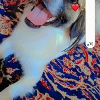 سلام واگذاری سگ|سگ|بندر ماهشهر, |دیوار