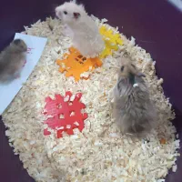 همستر دست آموز اهلی ، مو بلند و رنگی روسی