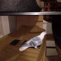 کبوتر رنگی ساده|حیوانات|مشهد, کوی پلیس|دیوار