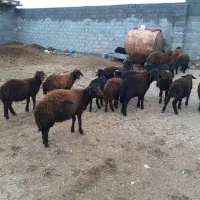 ۲۰ راس بره نر