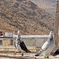 کبوتر سینه سفید|پرنده|شیراز, شاپورجان|دیوار