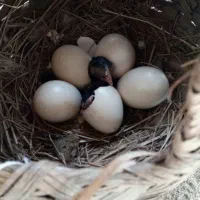 مرغ سبرایت انگلیسی با9عدد جوجه