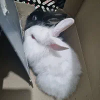 بچه خرگوش لپ