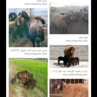 همو و هتروقزل افشار