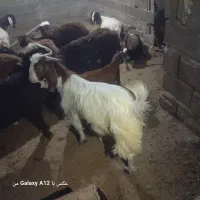 بزغاله نرچاق630