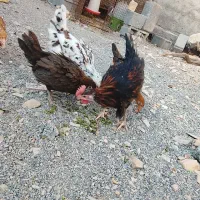 خروس و مرغ جوان|حیوانات مزرعه|بیرجند, |دیوار