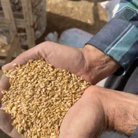 گندم آبی پیشگام