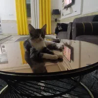 پیشی