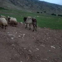 الاغ جوان و گله ای