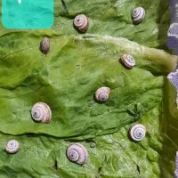 حلزون گیاه خوار