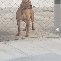 پیت بول|سگ|شیراز, سلطان آباد|دیوار