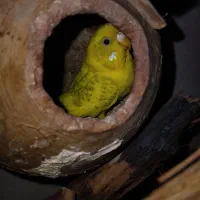 مرغ عشق شاخ دار روی تخم معاوضه هم میگنم|پرنده|بردسکن, |دیوار