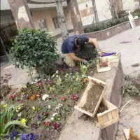 خدمات باغبانی گل کاری هرس کاری تعویض خاک گلدان کرج