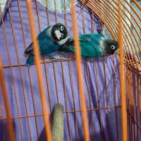 طوطی نقابدار معاوضه باحیوانات مزرعه