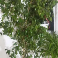 گل بنجامین یوگا|گل و گیاه طبیعی|زنجان, |دیوار