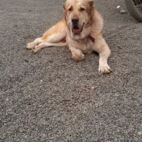 دوعدد نر سرابی