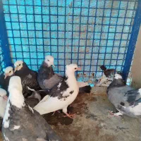 جوجه کبوتر|پرنده|سیرجان, |دیوار