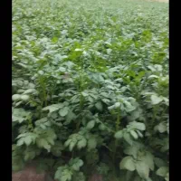 اجاره-4هکتار-زمین-کشاورزی-متور-برقی-روبار