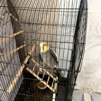 عروس هلندی بالغ جنسیت نر‌.سخنگو فروشی با قفس