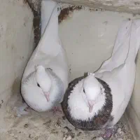 کبوتر طوقی