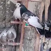 کفتر یال افشون|پرنده|فلاورجان, |دیوار