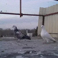 کفتر|پرنده|مشکین‌دشت, |دیوار