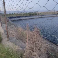 منطقه ویلاسازچناران باغ آلبالوحدود8هزارمترودامداری