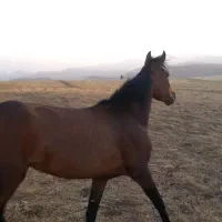 مادیان
