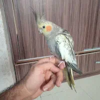 عروس هلندی ماده|پرنده|لاهیجان, کوی زمانی|دیوار