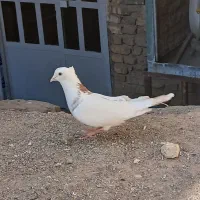 کفتر نر|پرنده|زارچ, |دیوار