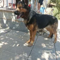 سگ ژرمن|سگ|تنکمان, |دیوار