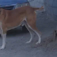 واگزاری سگ افغان|سگ|بافق, |دیوار