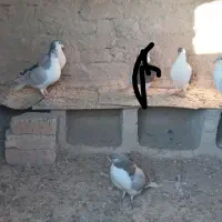 کفتر سده،ساده فروشی دونه ۲۵۰ت|پرنده|اسفراین, |دیوار