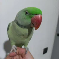 پرنده شاه طوطی