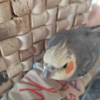 عروس هلندی گمشده|حیوانات|همدان, |دیوار