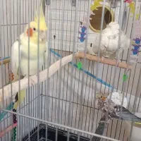 یک جفت عروس با جوجه