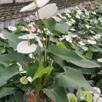 گیاه آنتریوم‌