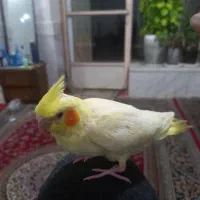 طوطی هلندی لیموی رنگ گمشده عکس بچگیش هست