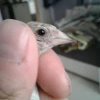 جوجه سهره نر|پرنده|اسلامشهر, شهرک محمدیه|دیوار