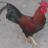 ۶ عدد خروس فروشی
